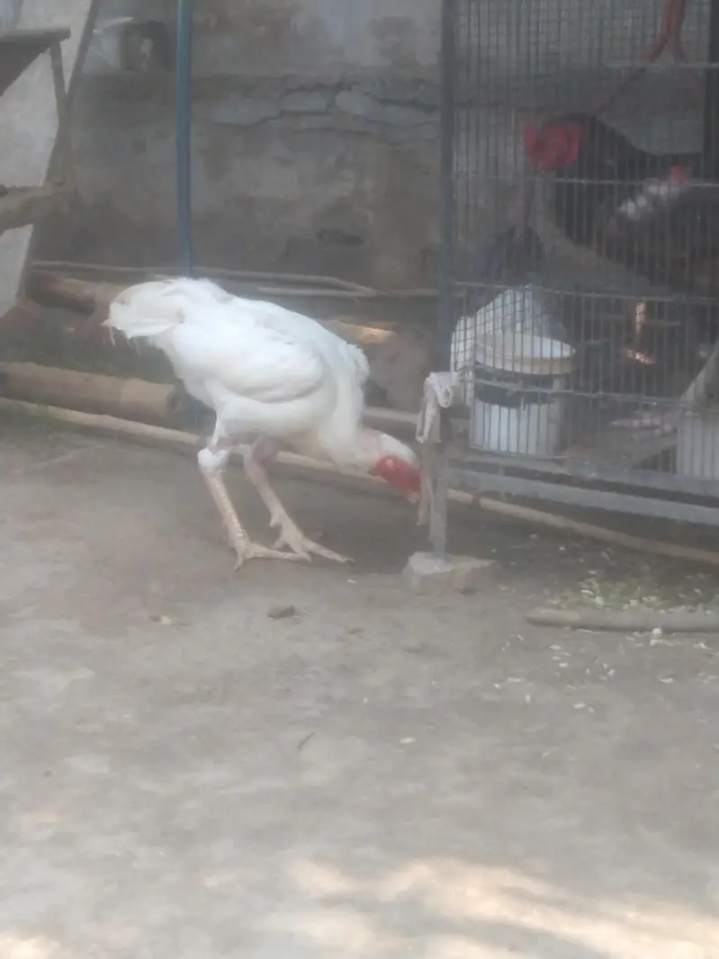 Heera Aseel — photo 2