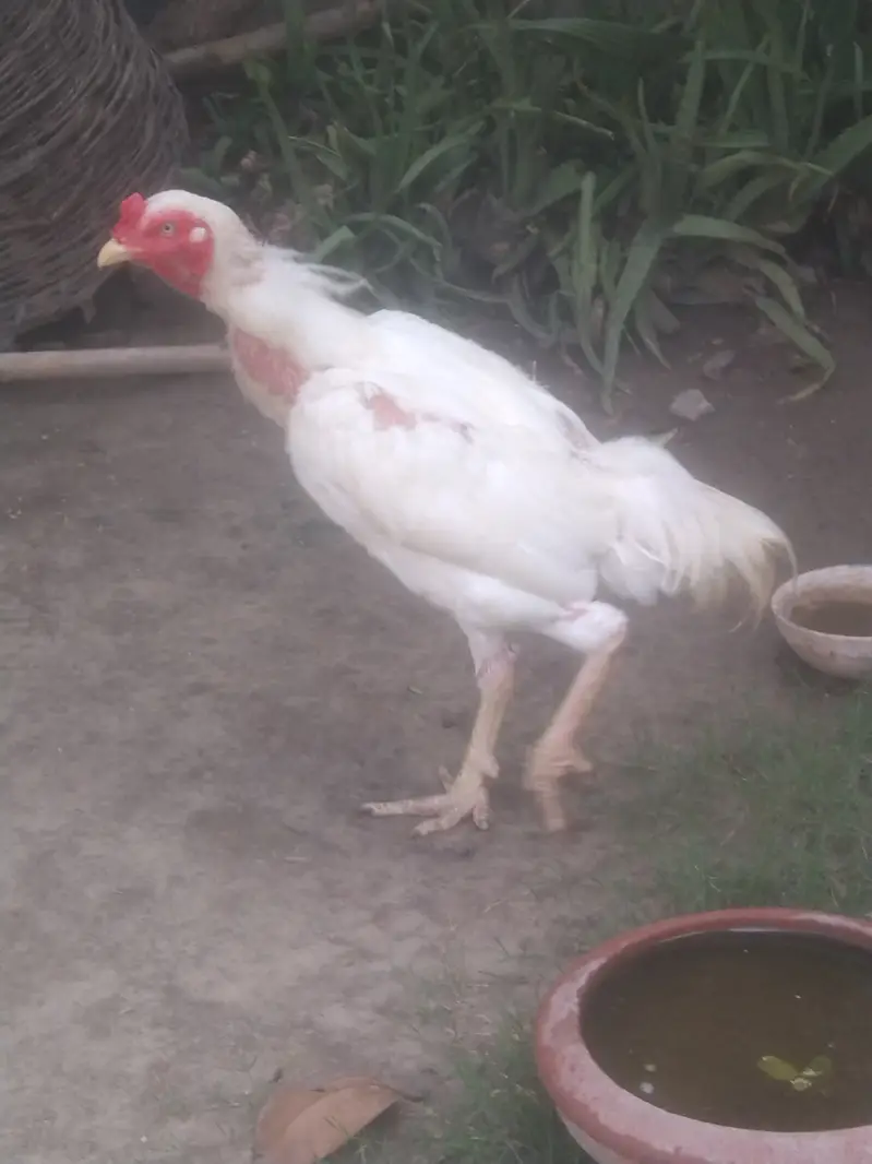 Heera Aseel — photo 3