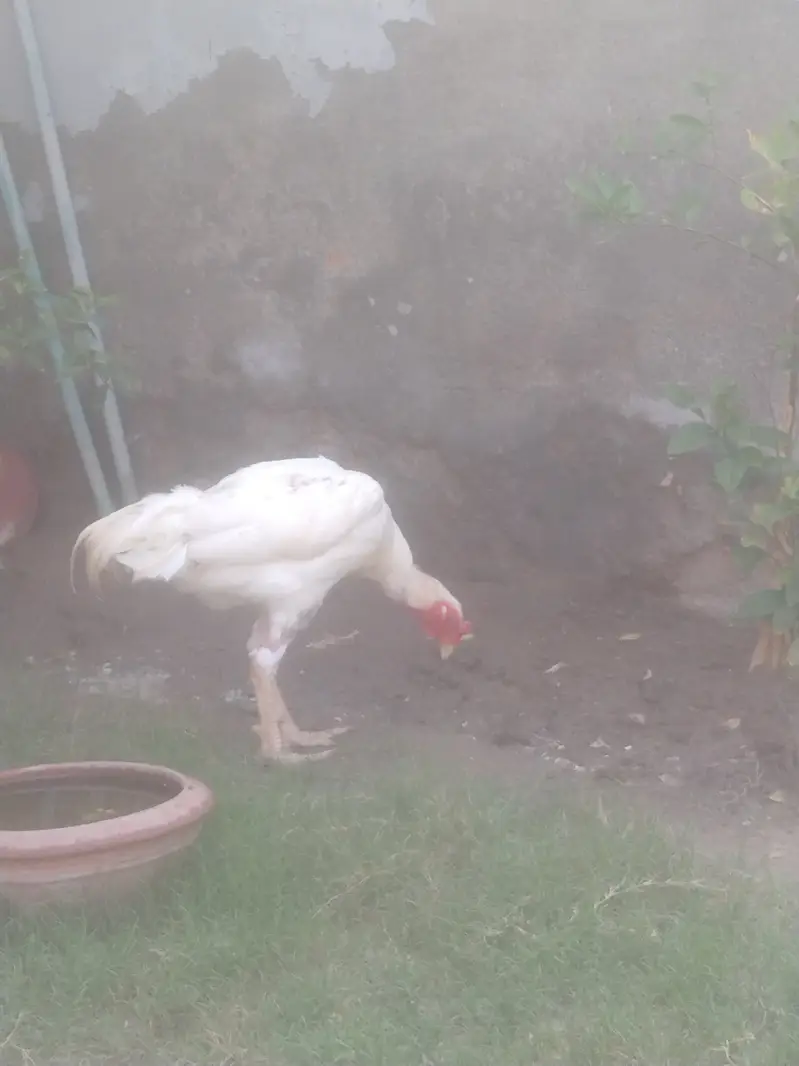 Heera Aseel — photo 10