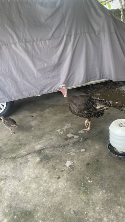 Turkey birds