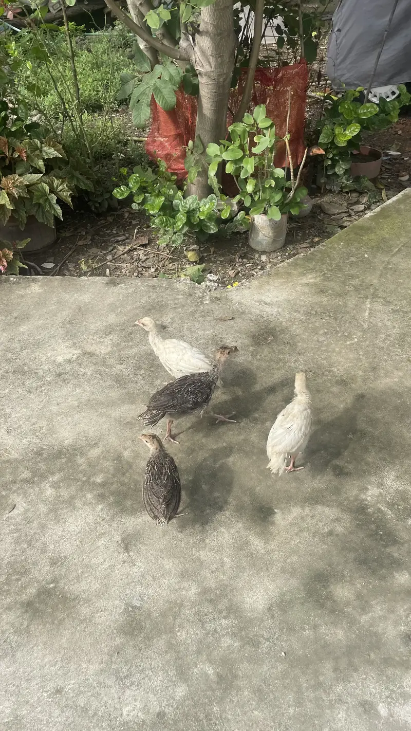 Turkey birds — photo 2