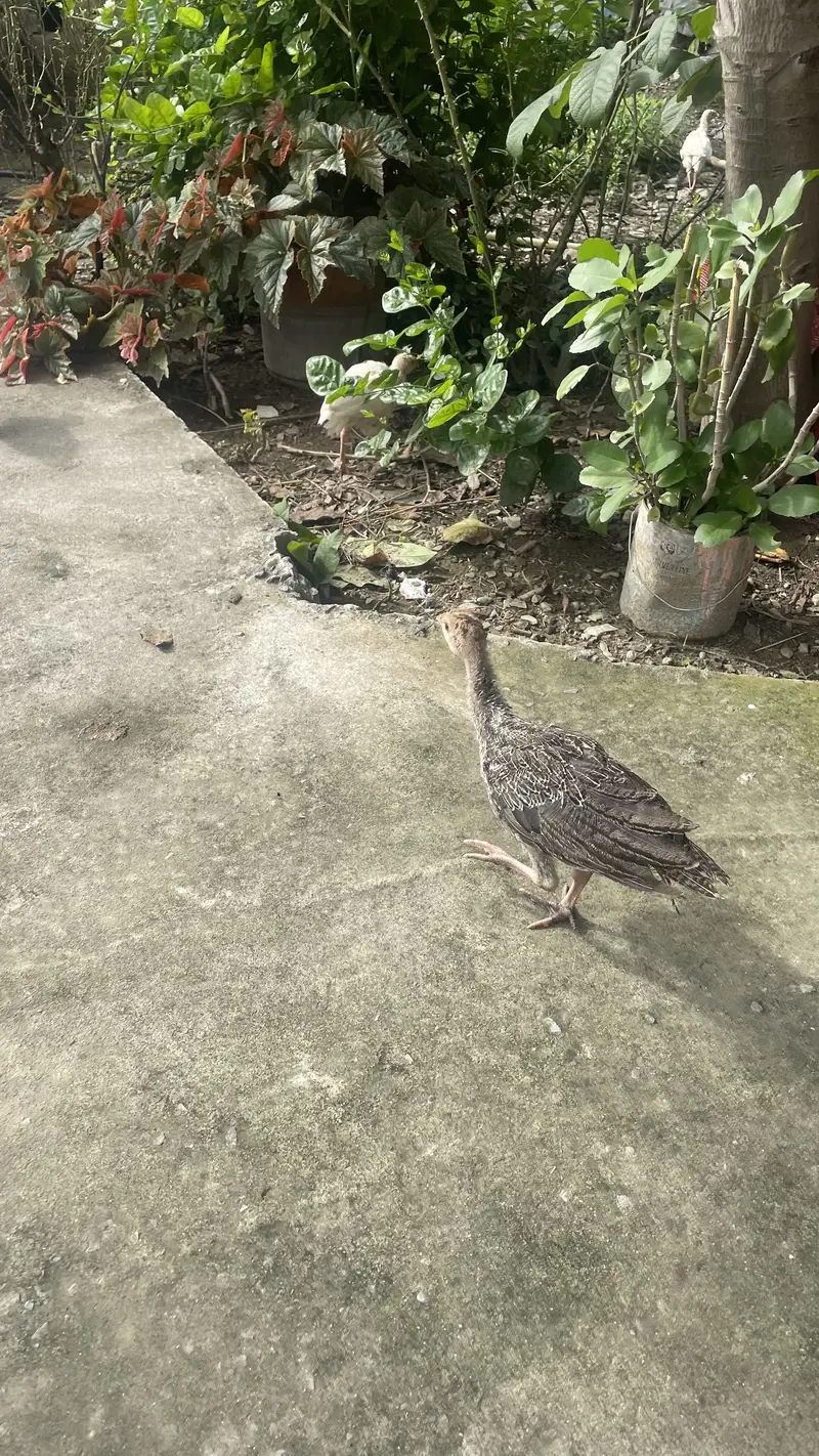 Turkey birds — photo 4
