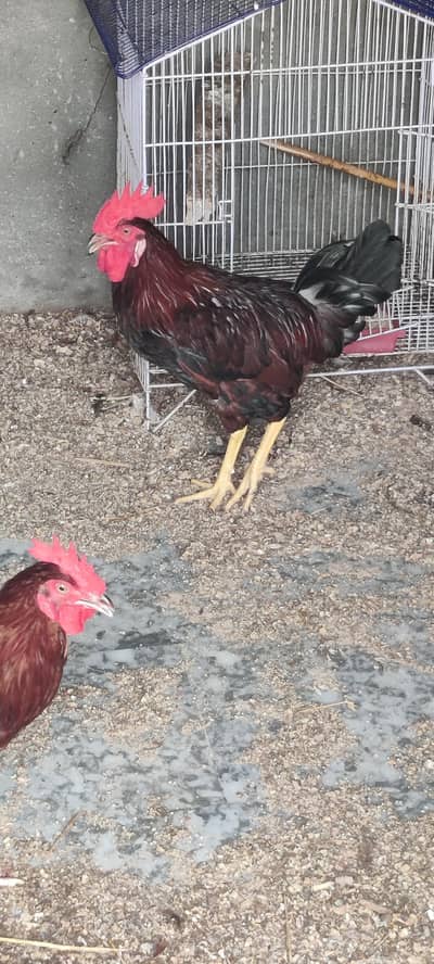I am selling 4 Desi and 3 white Hen Sale