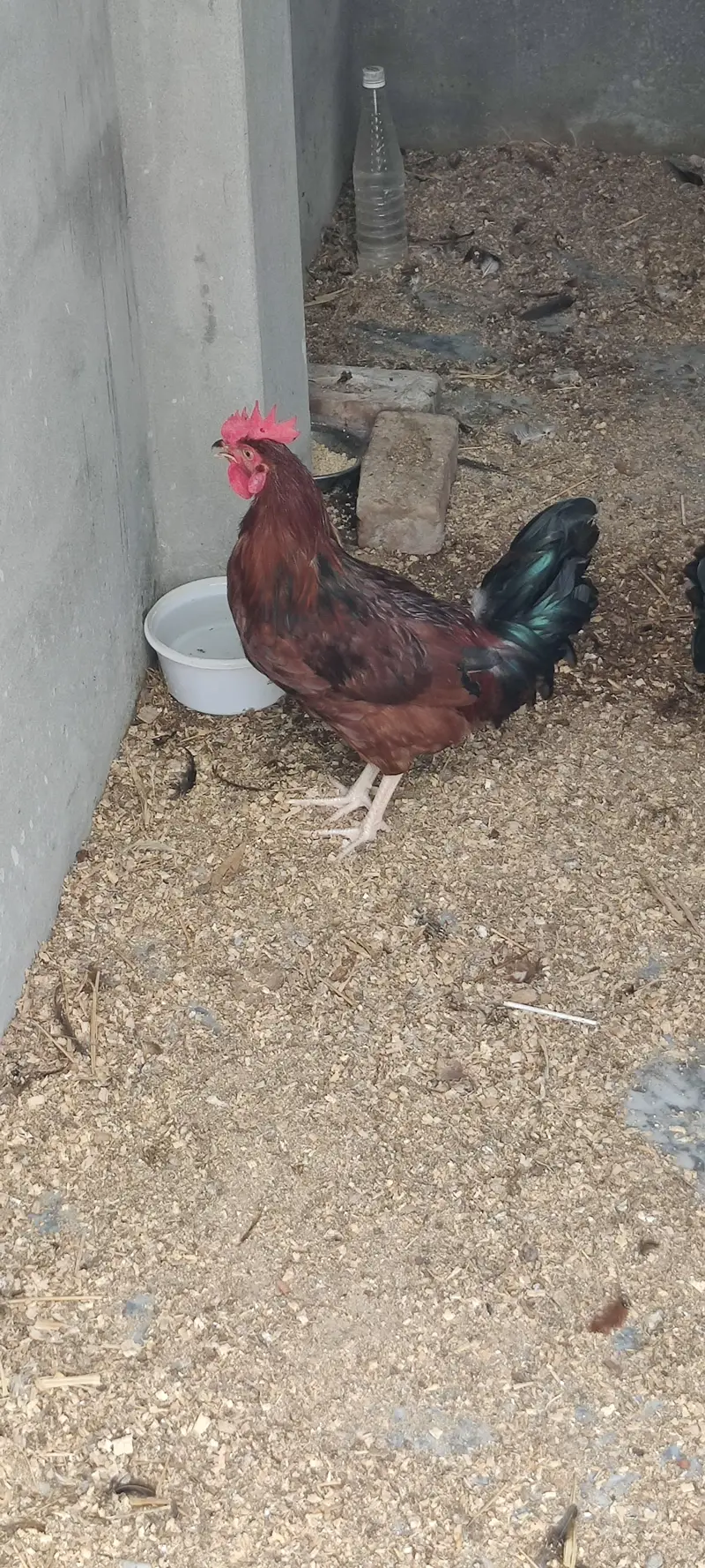 I am selling 4 Desi and 3 white Hen Sale — photo 2