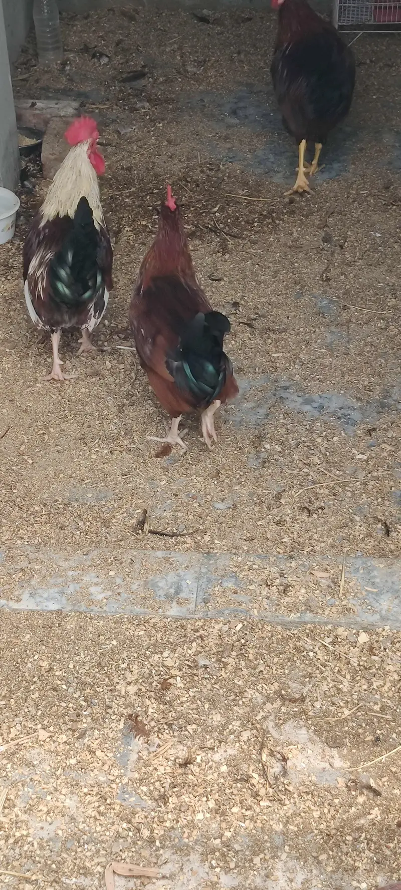 I am selling 4 Desi and 3 white Hen Sale — photo 3