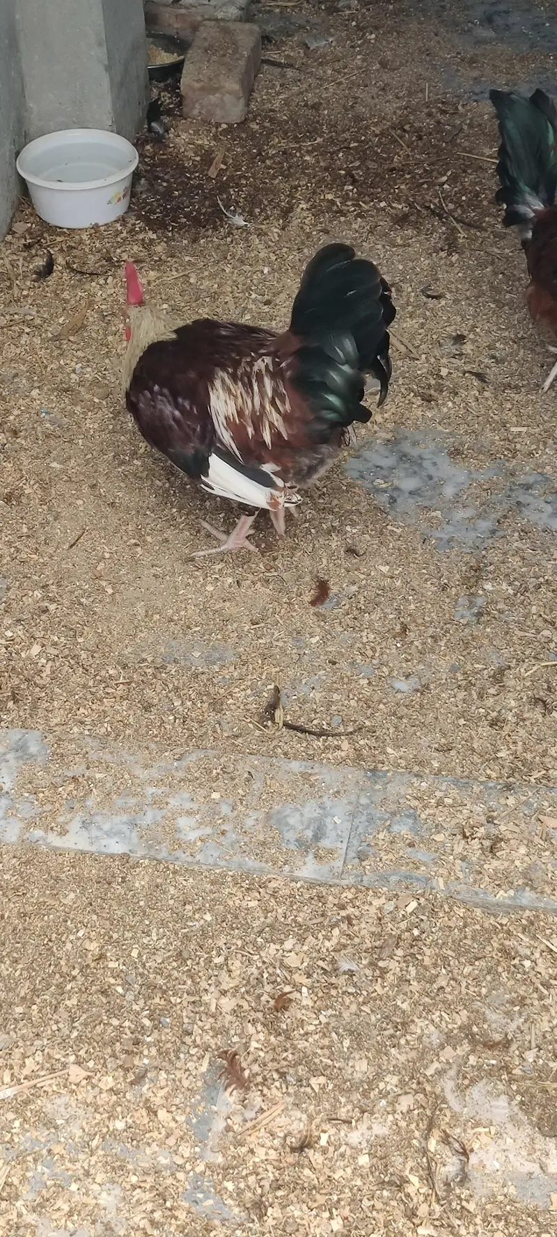 I am selling 4 Desi and 3 white Hen Sale — photo 4