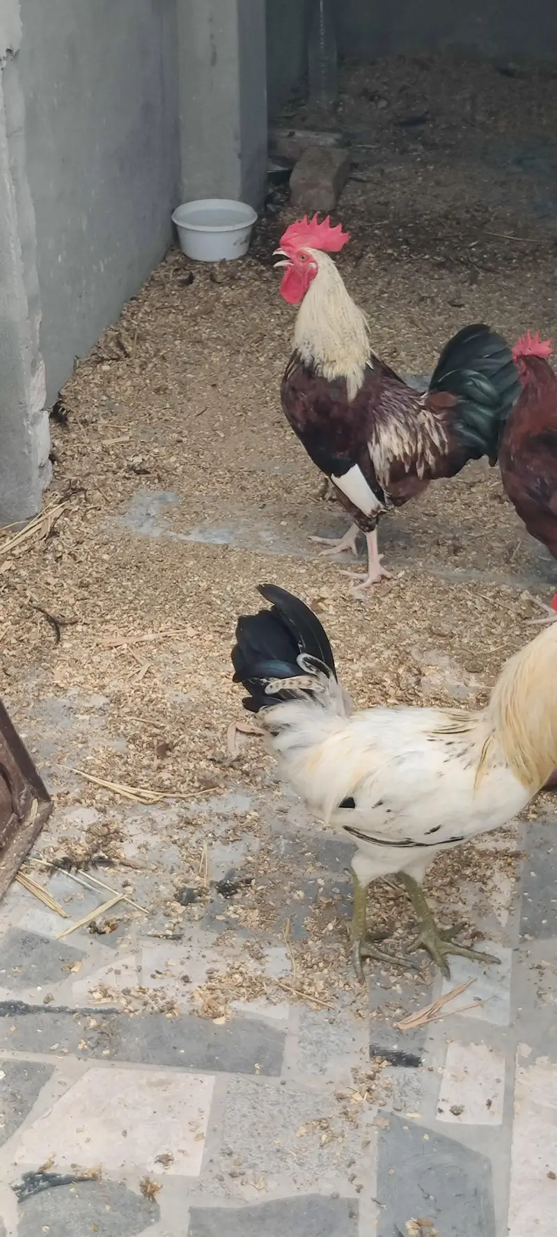 I am selling 4 Desi and 3 white Hen Sale — photo 5