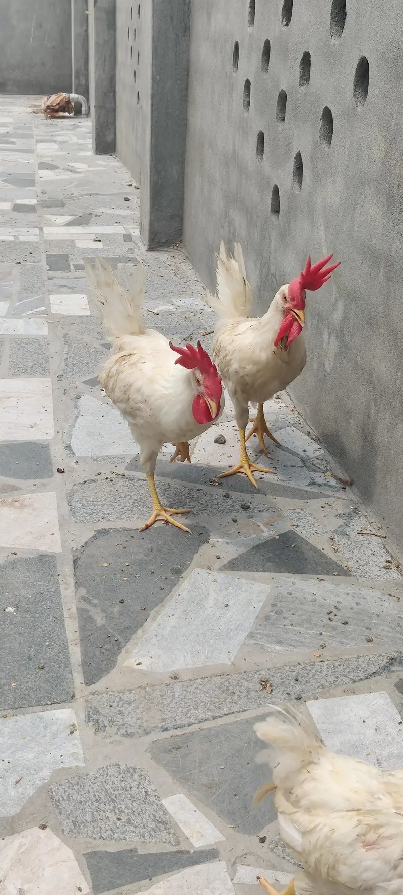 I am selling 4 Desi and 3 white Hen Sale — photo 6