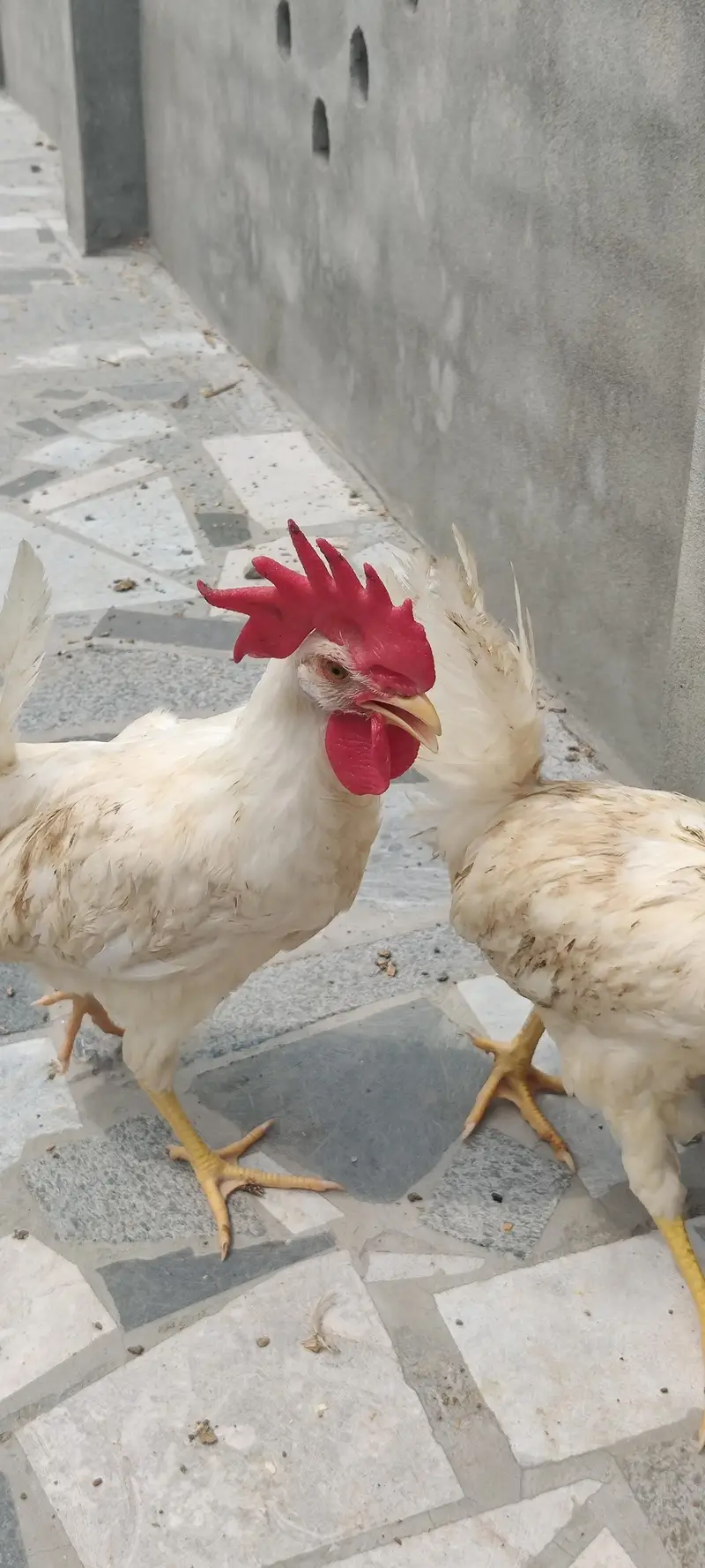 I am selling 4 Desi and 3 white Hen Sale — photo 7