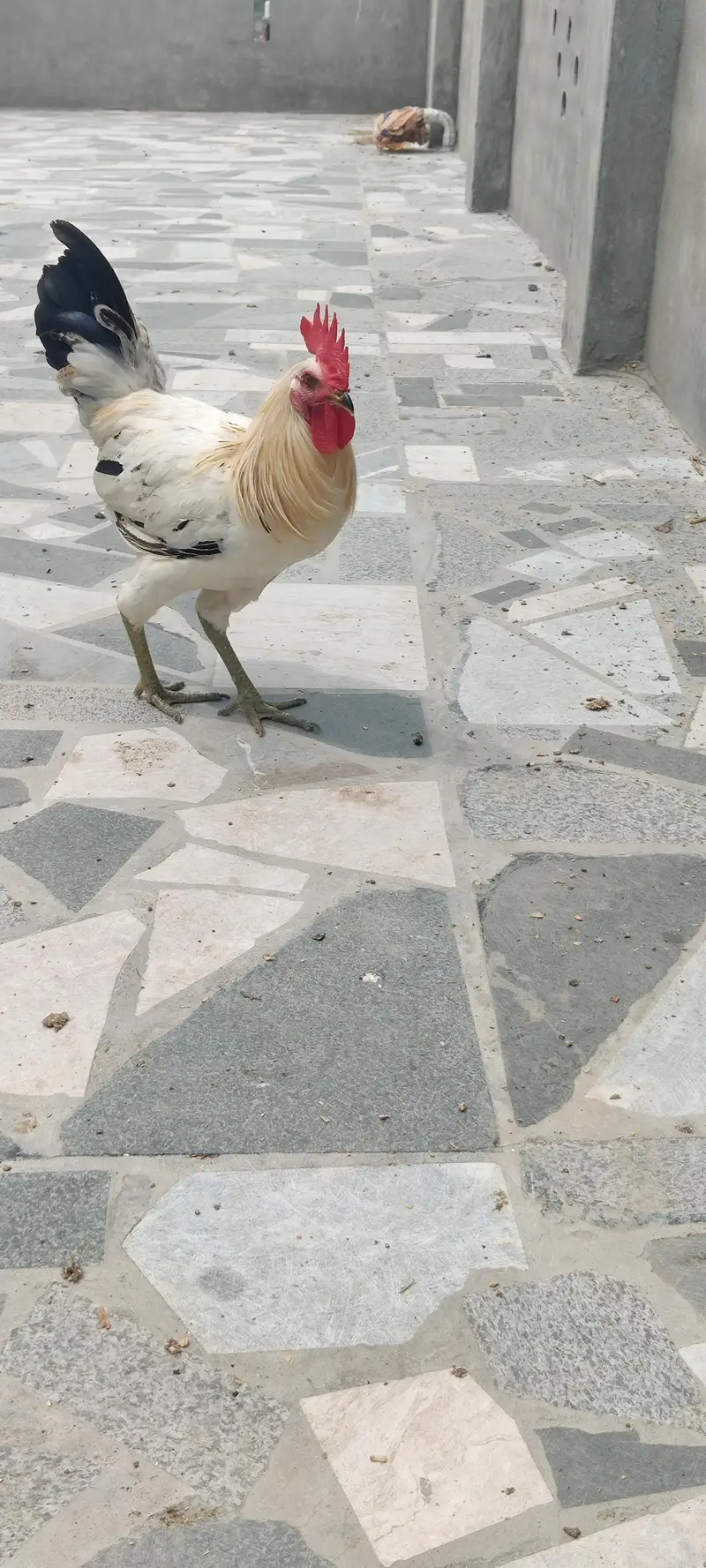 I am selling 4 Desi and 3 white Hen Sale — photo 8