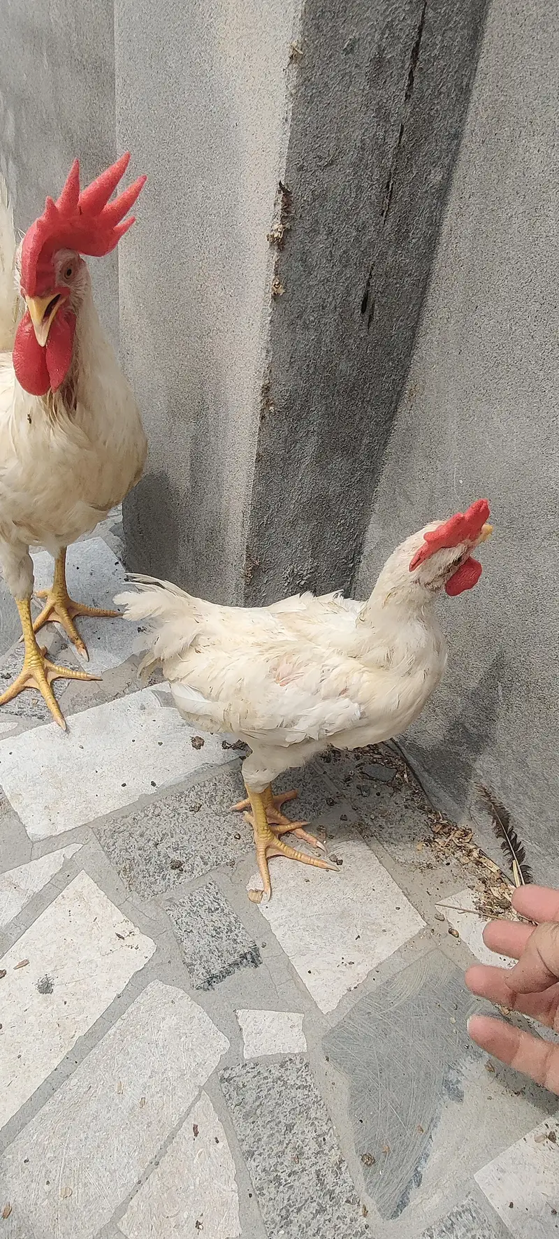 I am selling 4 Desi and 3 white Hen Sale — photo 9