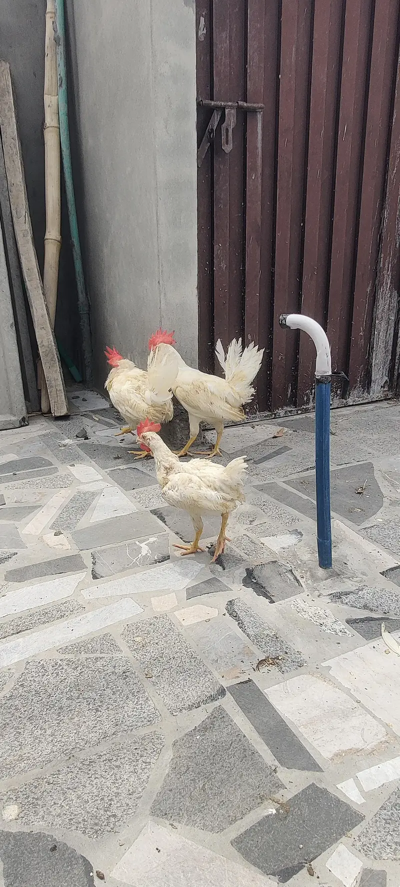 I am selling 4 Desi and 3 white Hen Sale — photo 10