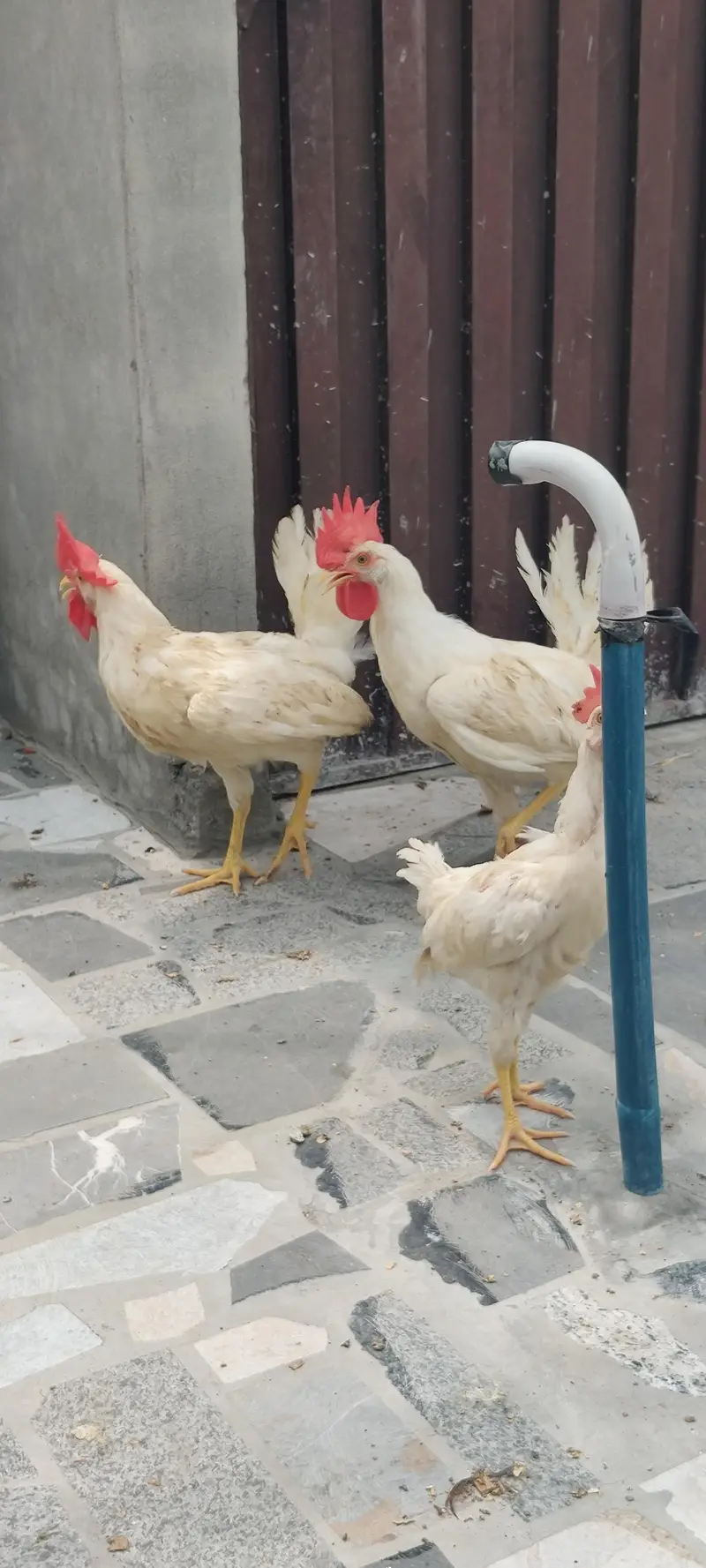 I am selling 4 Desi and 3 white Hen Sale — photo 11