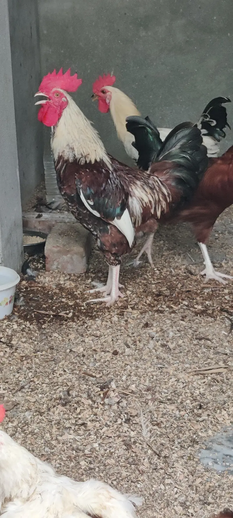 I am selling 4 Desi and 3 white Hen Sale — photo 12