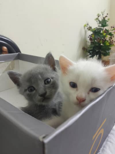 kittens