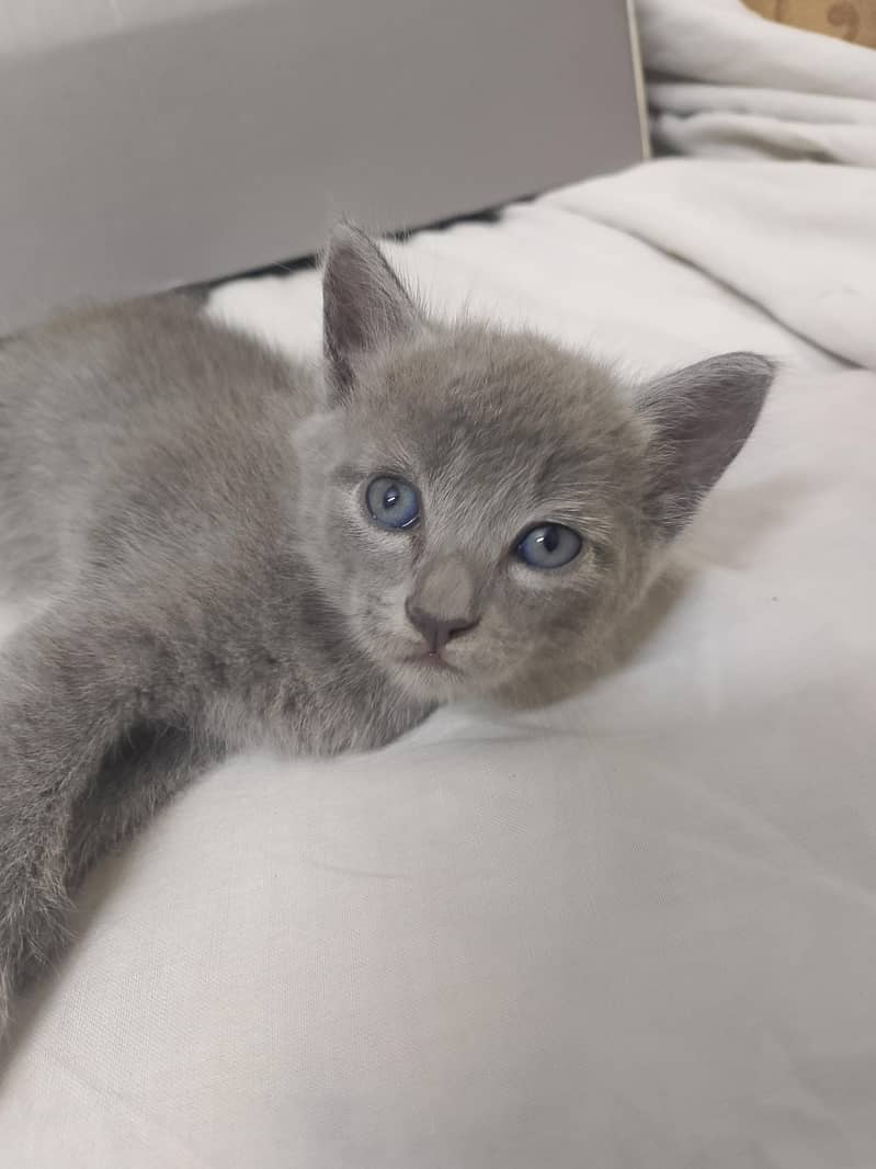 kittens 2