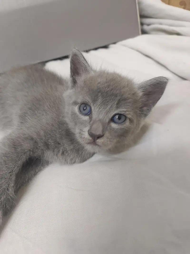 kittens — photo 3