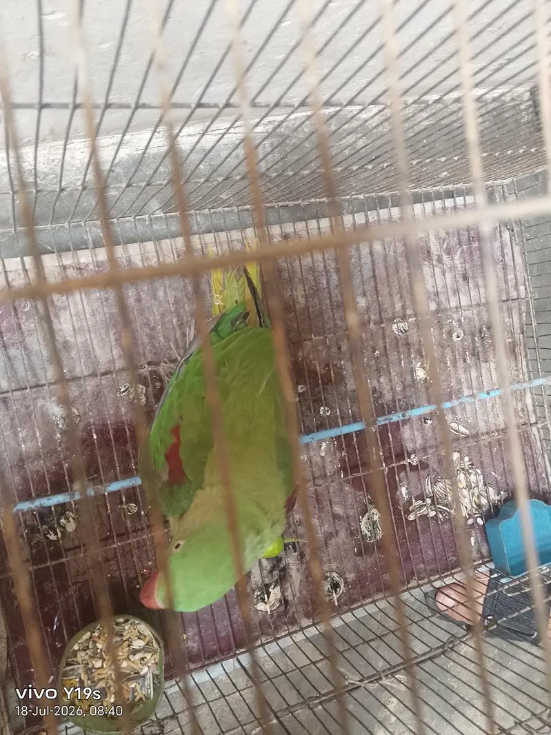 Ra female — photo 3