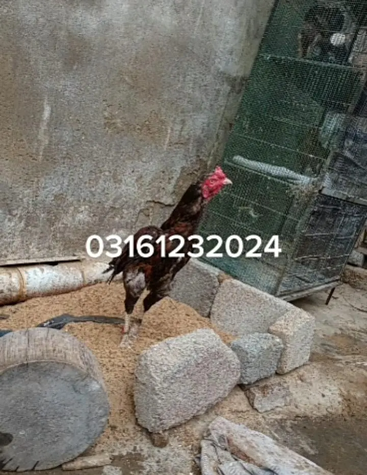 mianwali — photo 2
