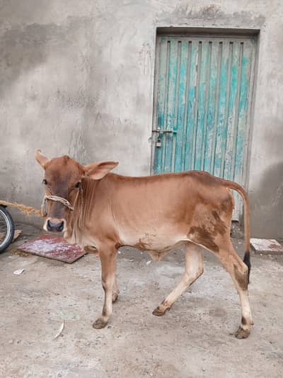 shaiwal nasal ki wachi, for sale, strong and active, good breed