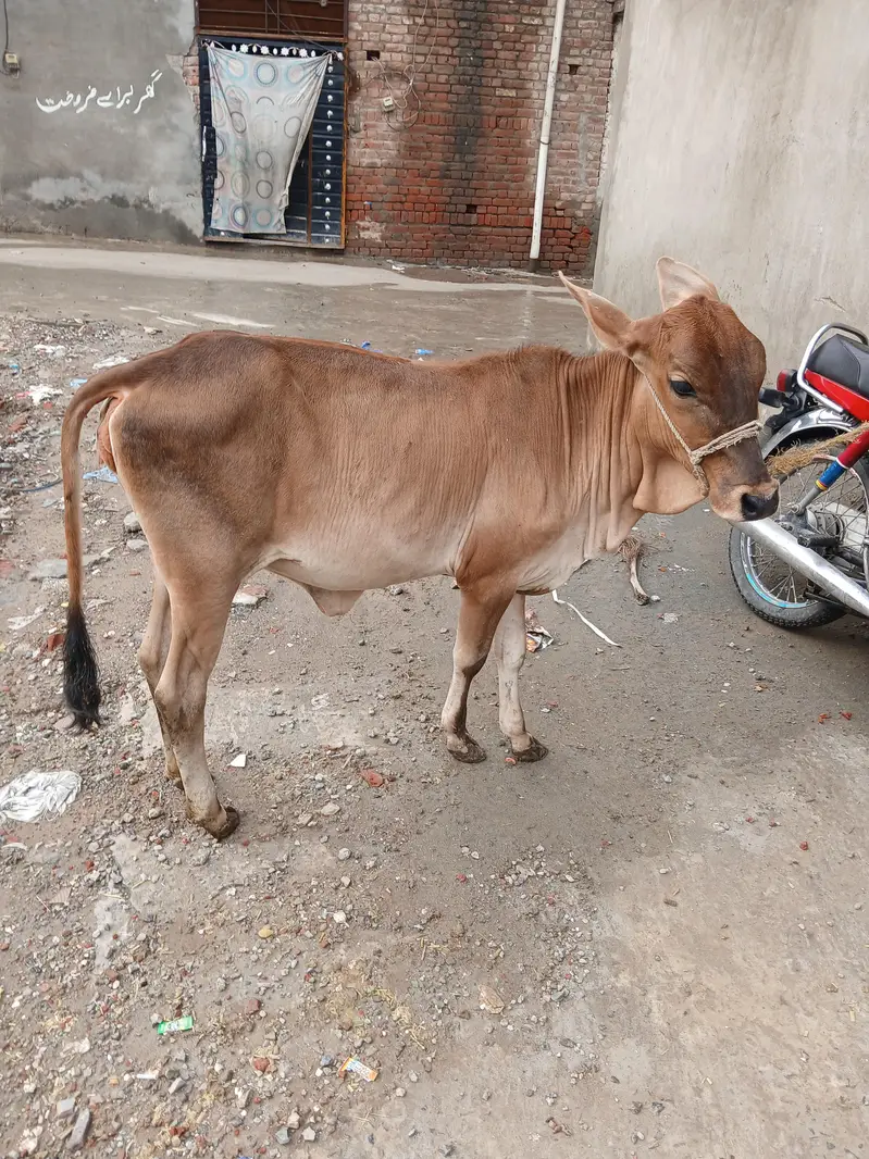 shaiwal nasal ki wachi, for sale, strong and active, good breed — photo 2