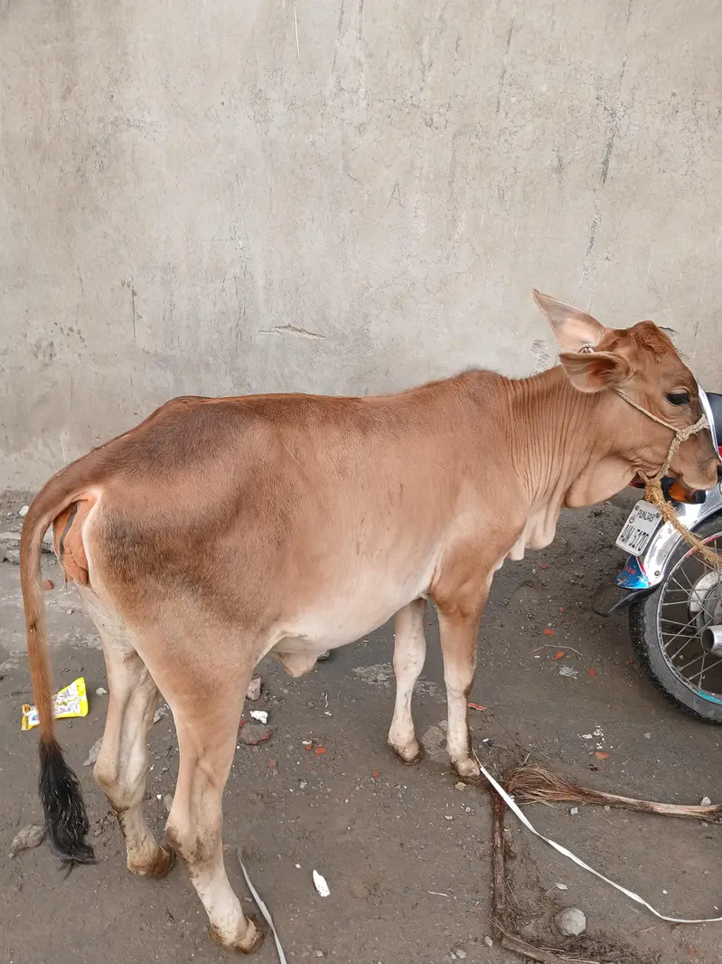 shaiwal nasal ki wachi, for sale, strong and active, good breed — photo 3