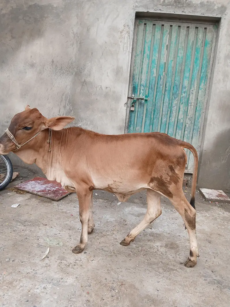 shaiwal nasal ki wachi, for sale, strong and active, good breed — photo 4