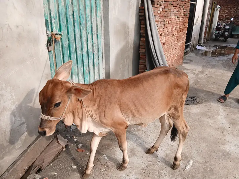 shaiwal nasal ki wachi, for sale, strong and active, good breed — photo 5
