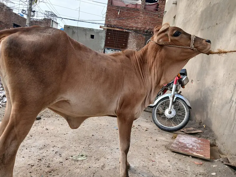 shaiwal nasal ki wachi, for sale, strong and active, good breed — photo 6