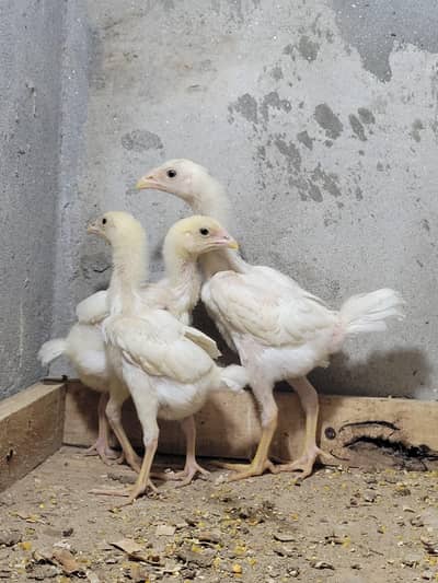 shamo chicks/white shamo chicks/shamo pair/whie shamo pair