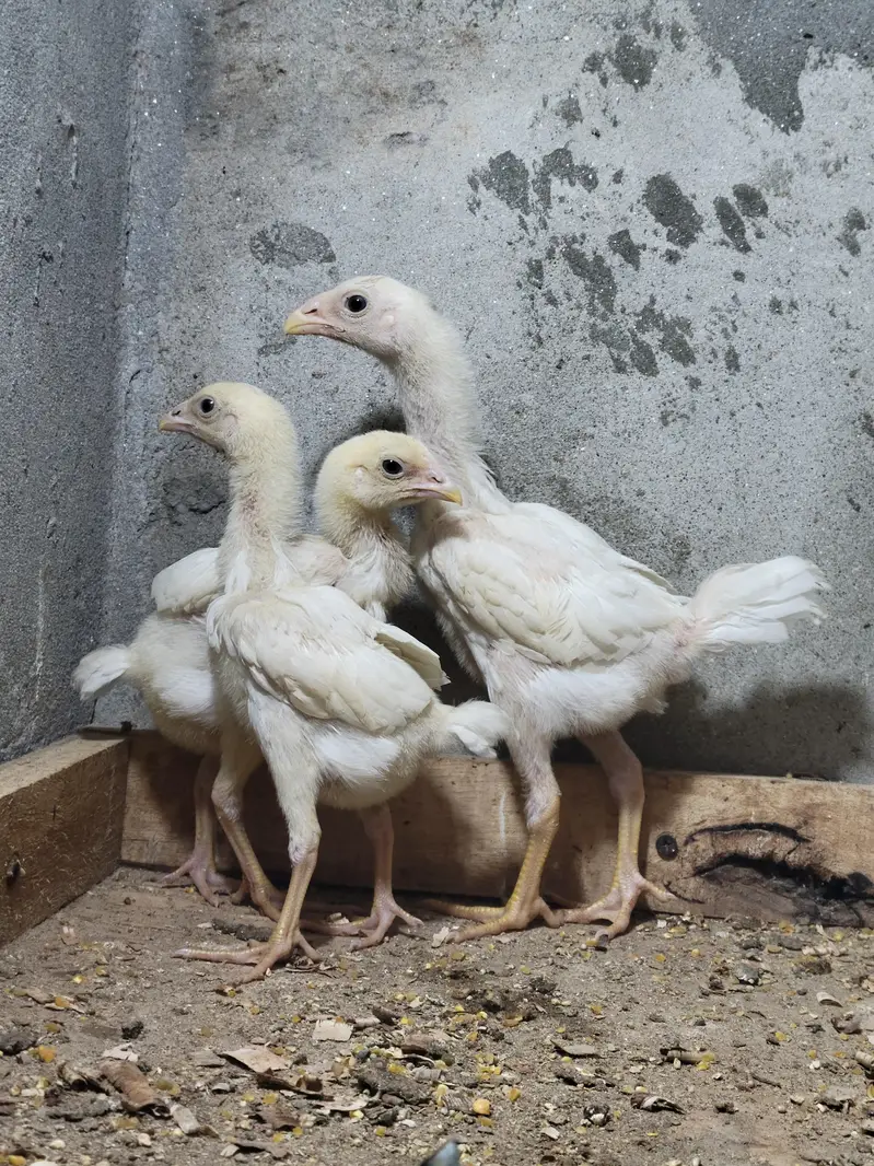 shamo chicks/white shamo chicks/shamo pair/whie shamo pair — photo 2