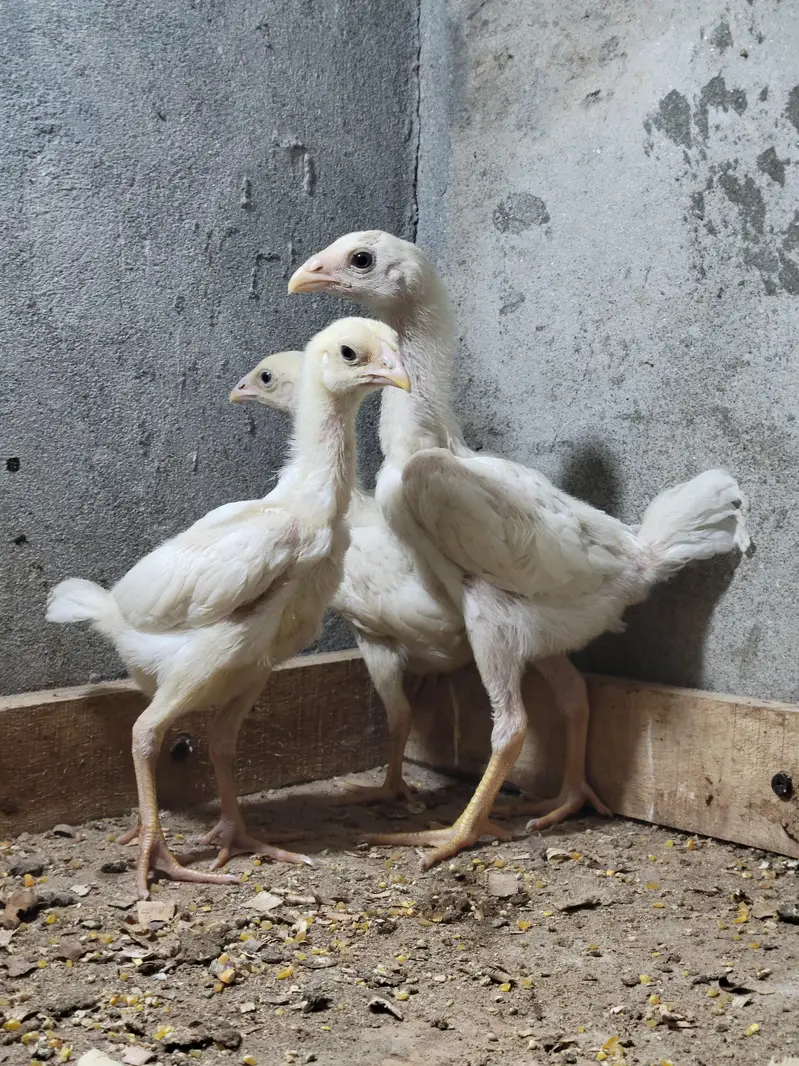 shamo chicks/white shamo chicks/shamo pair/whie shamo pair — photo 3