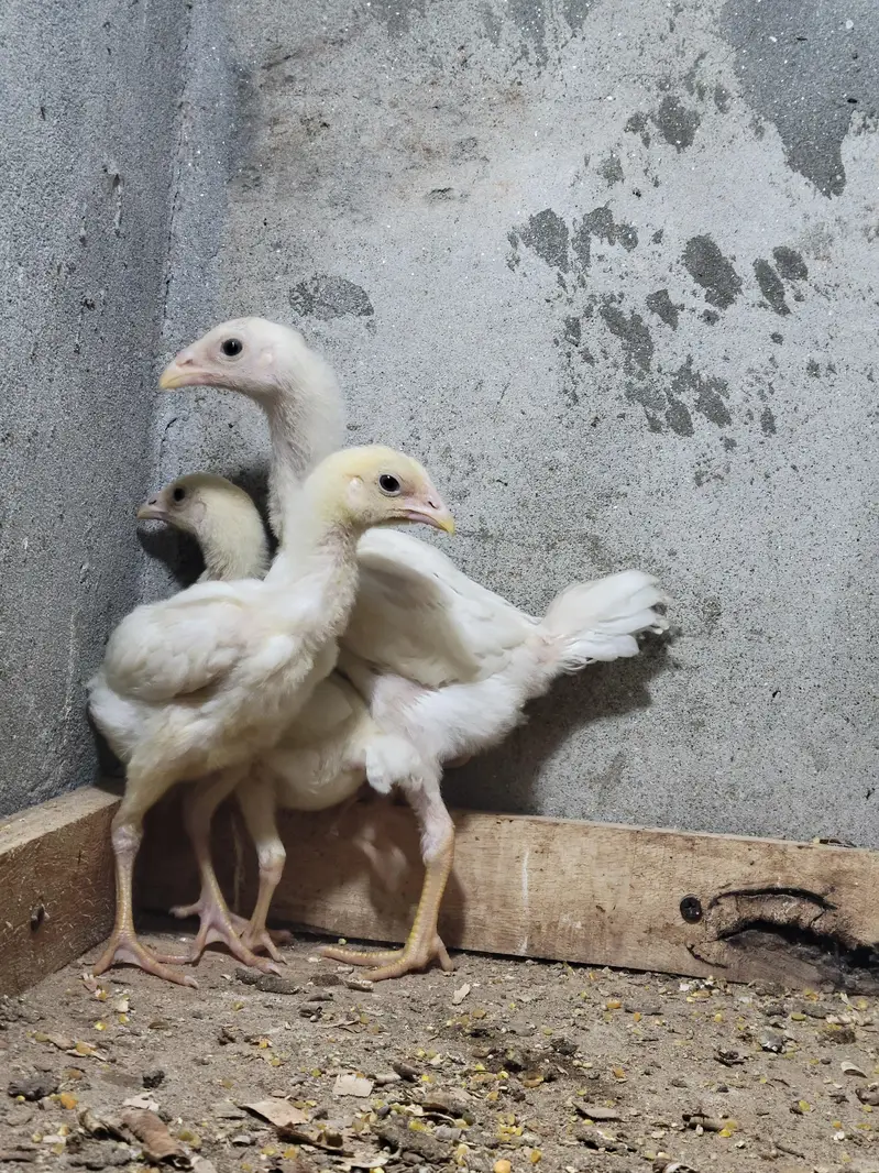 shamo chicks/white shamo chicks/shamo pair/whie shamo pair — photo 4