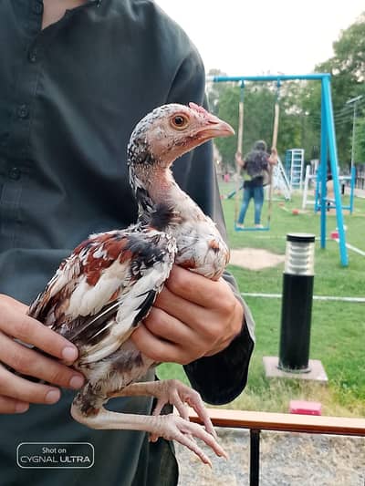 Aseel miawali chicks for sale