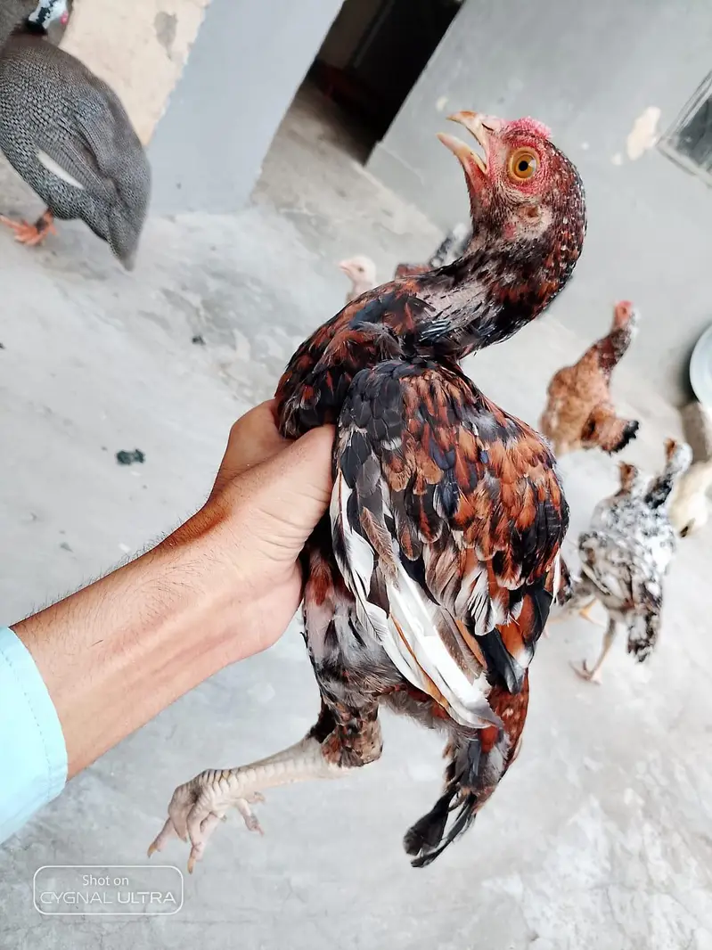 Aseel miawali chicks for sale — photo 3