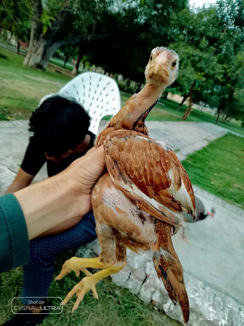 Aseel miawali chicks for sale — photo 4