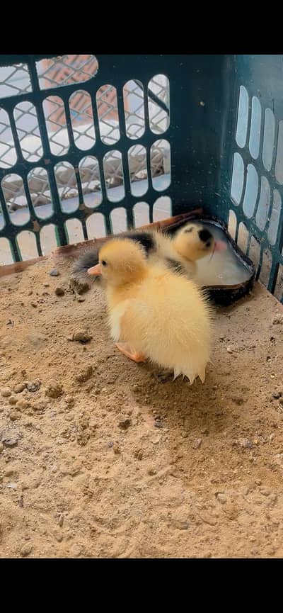 Ducks Baby for sale