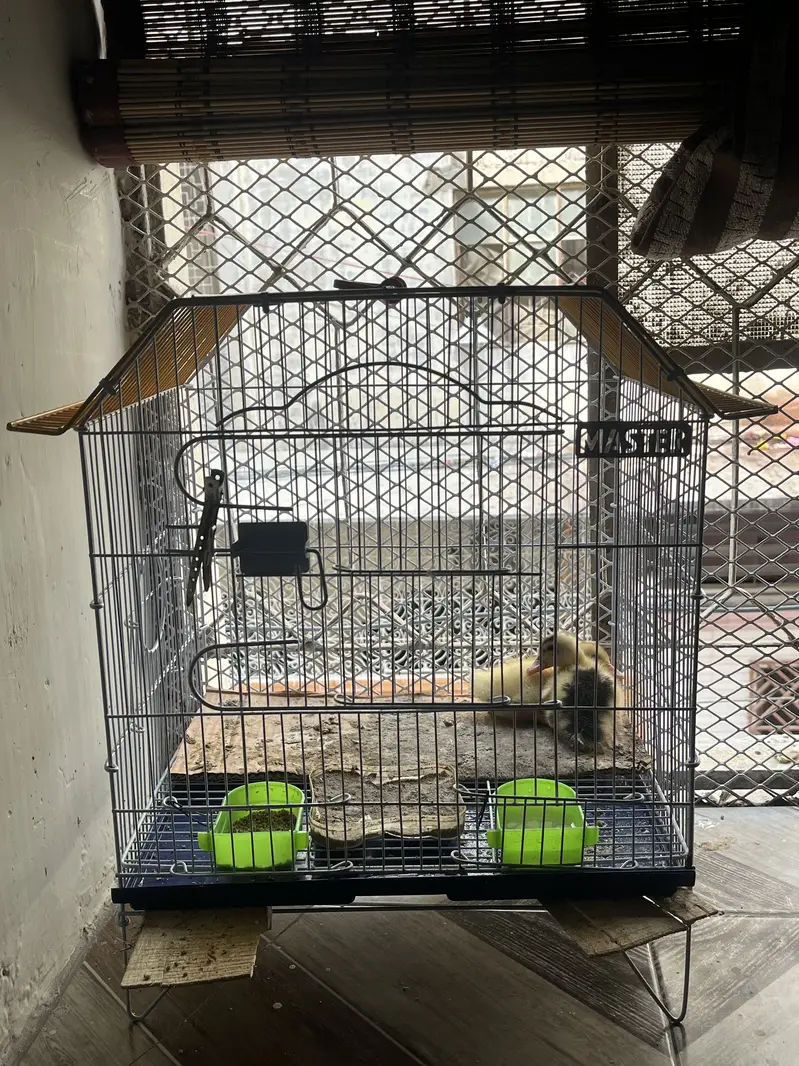 Ducks Baby for sale — photo 2