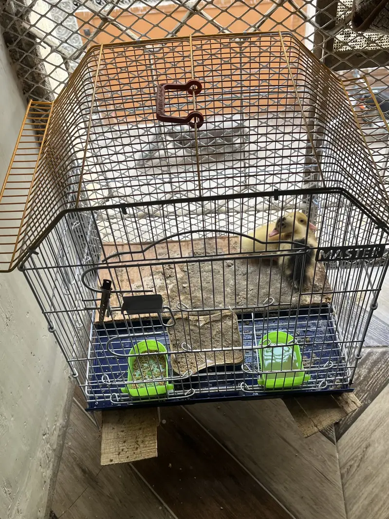 Ducks Baby for sale — photo 3