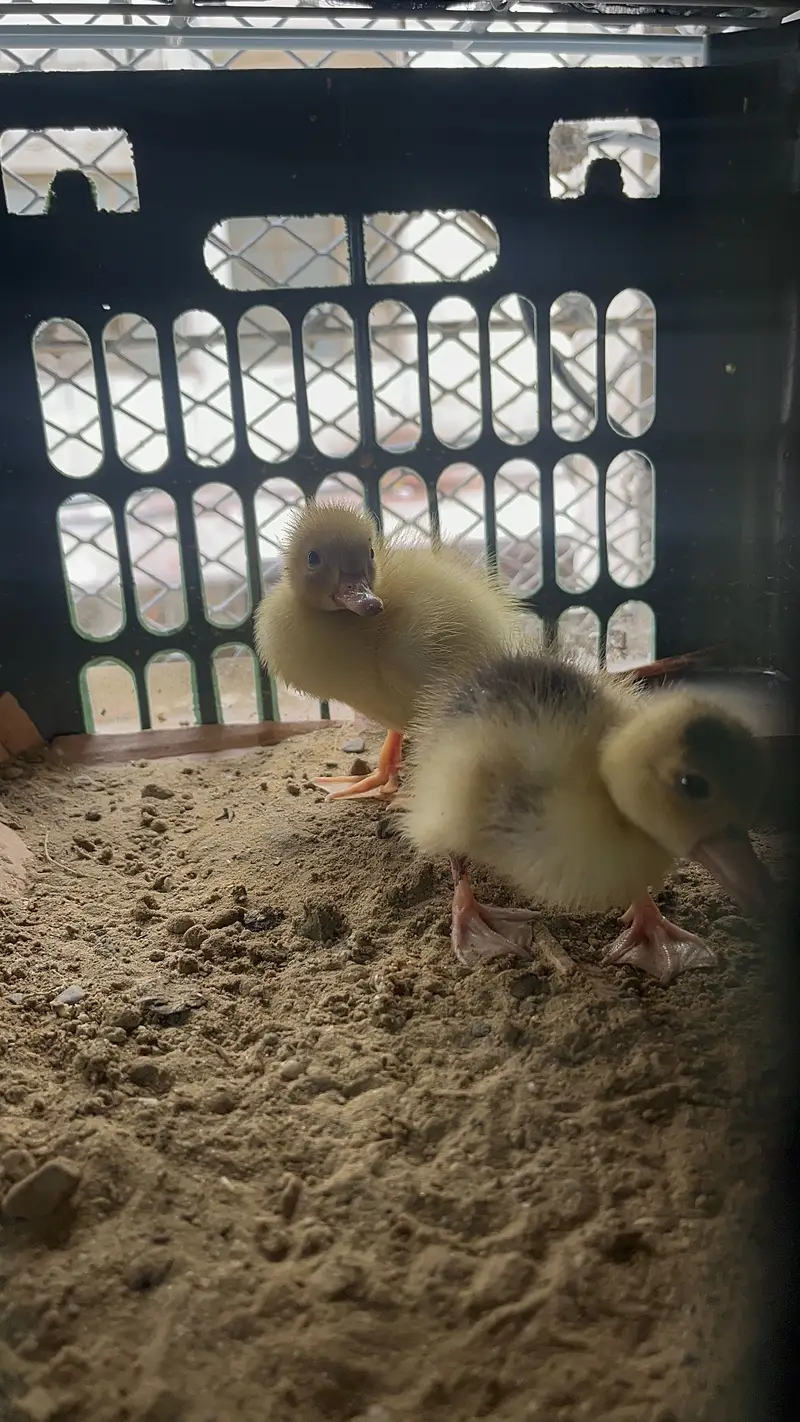 Ducks Baby for sale — photo 4