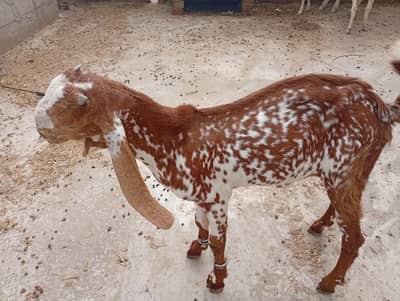 one pair bakri Bakra and two sheep for sale one dumbi dondi and one 8