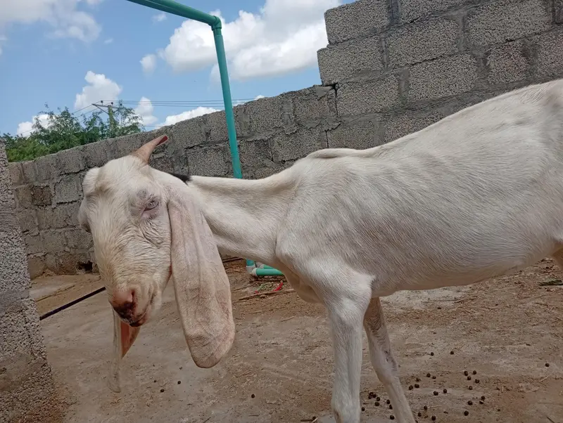 one pair bakri Bakra and two sheep for sale one dumbi dondi and one 8 — photo 4