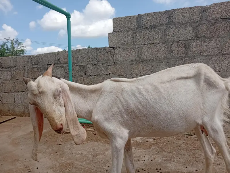 one pair bakri Bakra and two sheep for sale one dumbi dondi and one 8 — photo 5