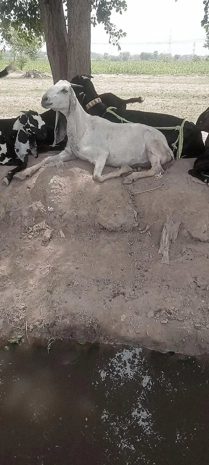 rajan puri bakri — photo 2