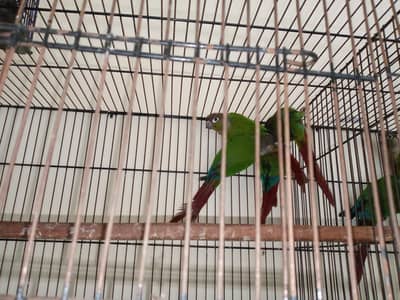 green cheek conure