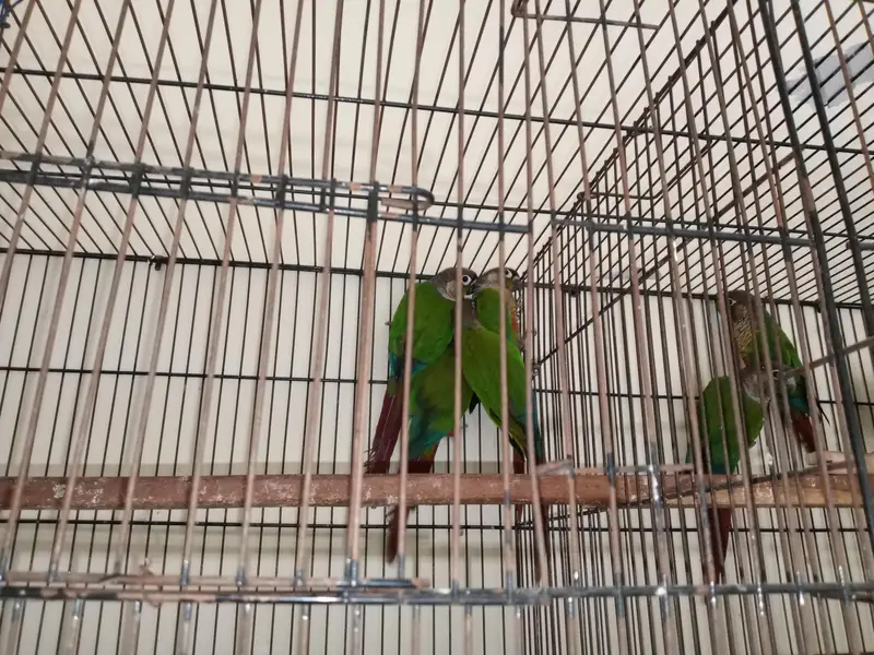 green cheek conure — photo 2