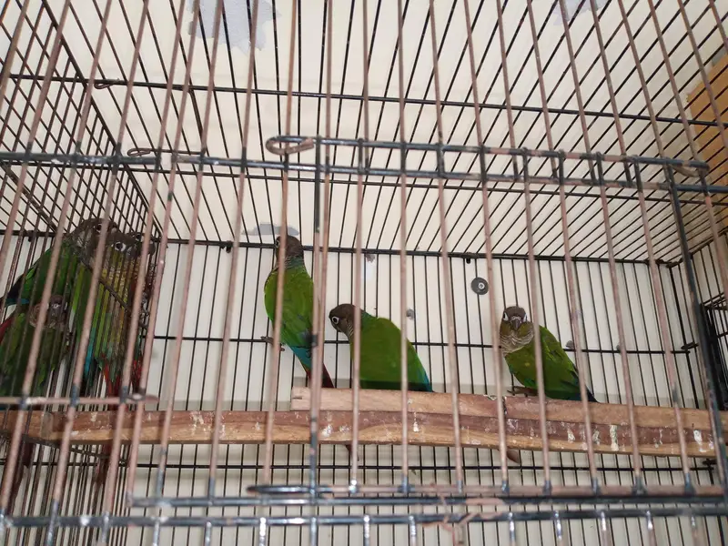 green cheek conure — photo 3