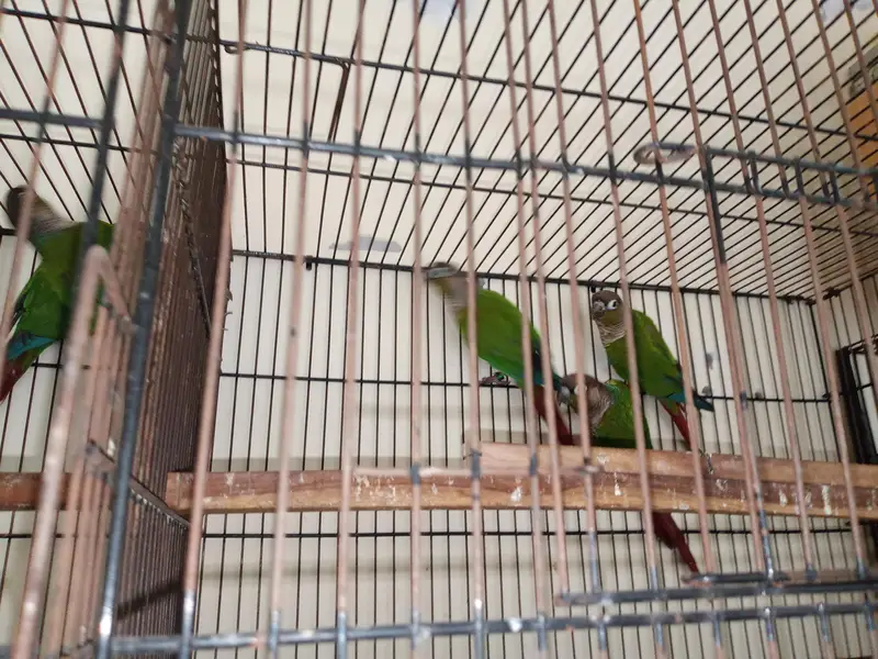 green cheek conure — photo 4