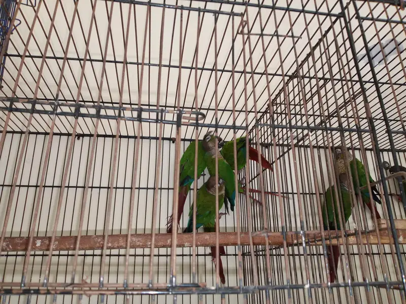 green cheek conure — photo 5