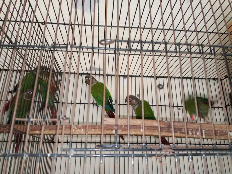 green cheek conure — photo 6